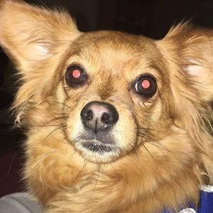 Meet your Posher, Rose